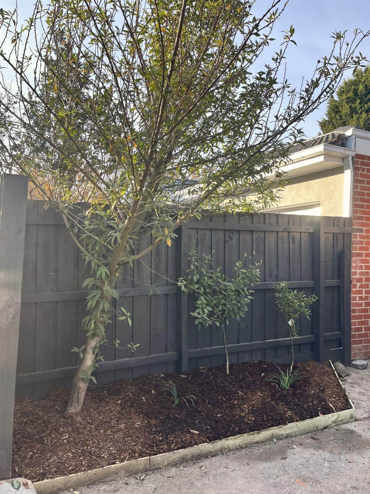 New plants in a mulched bed along a charcoal fence, Forest Hill