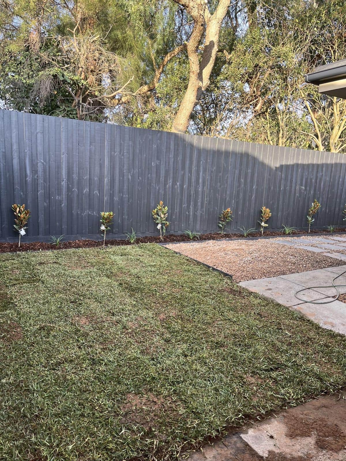 New turf and young magnolias along the charcoal fence, Forest Hill