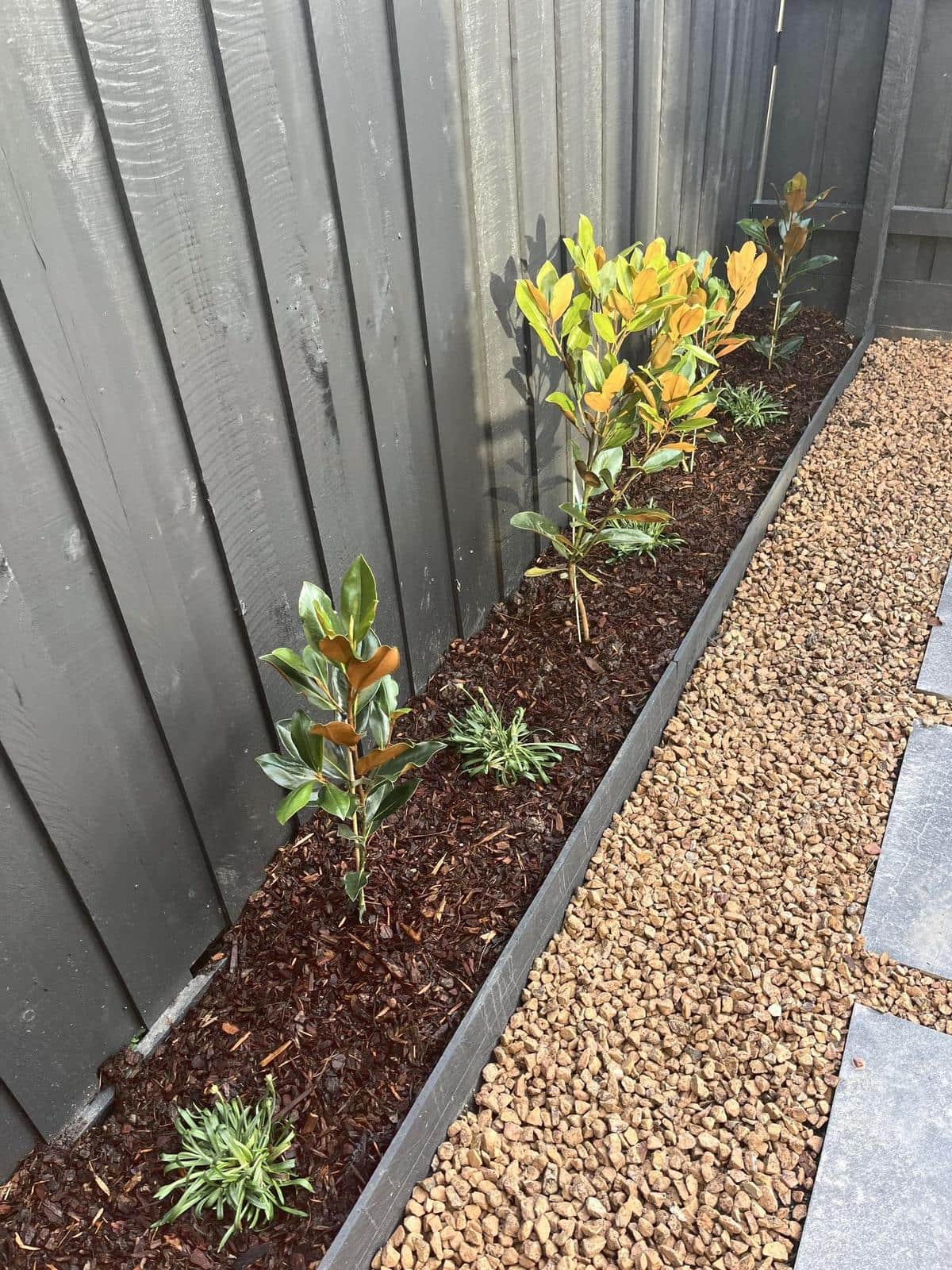 Young magnolias in a mulched bed with steel edging and gravel, Forest Hill