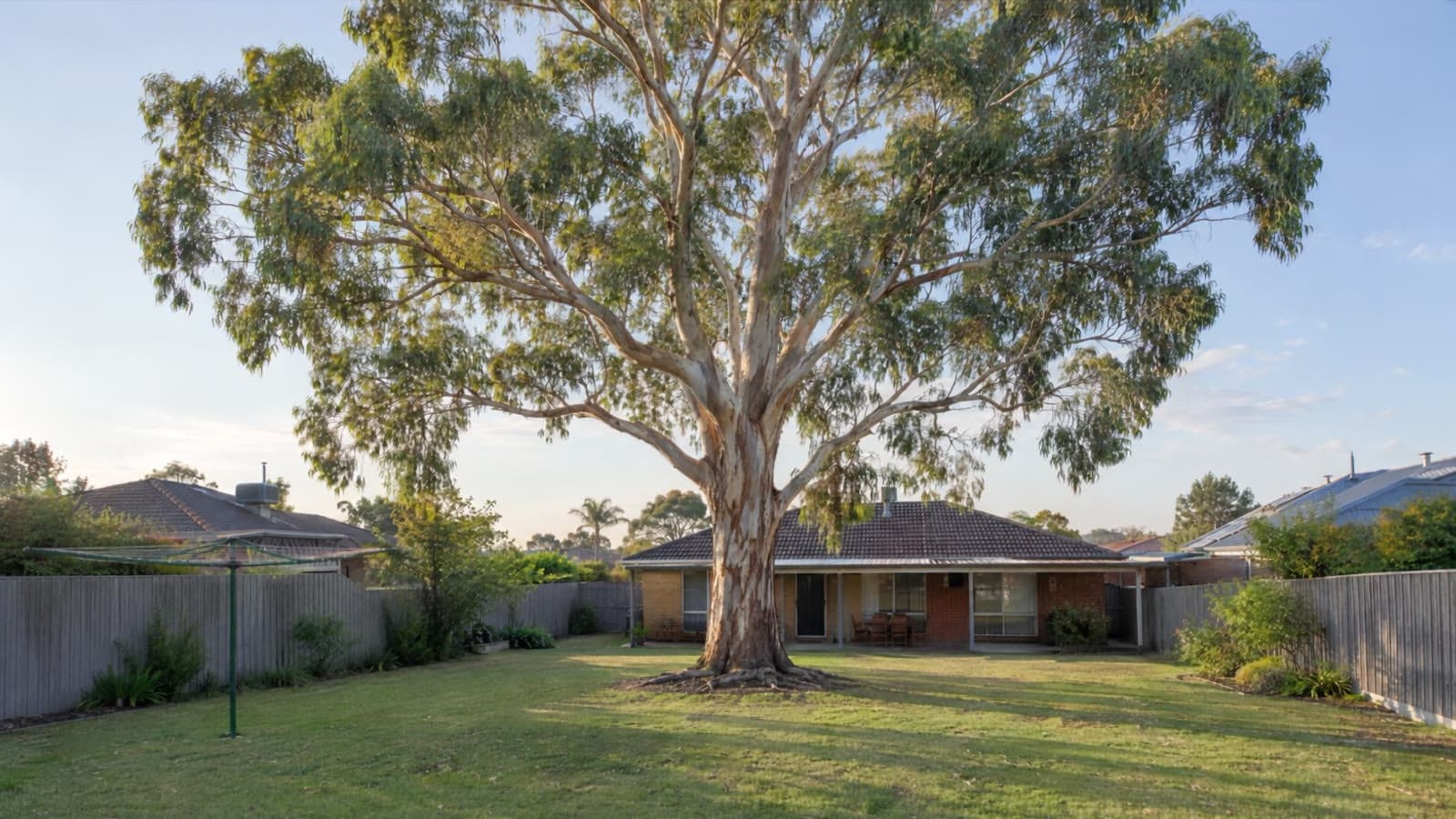 A large gum in the back garden of a Melbourne brick house, early morning