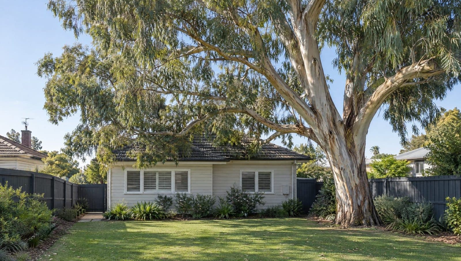Before: a large gum beside a weatherboard house