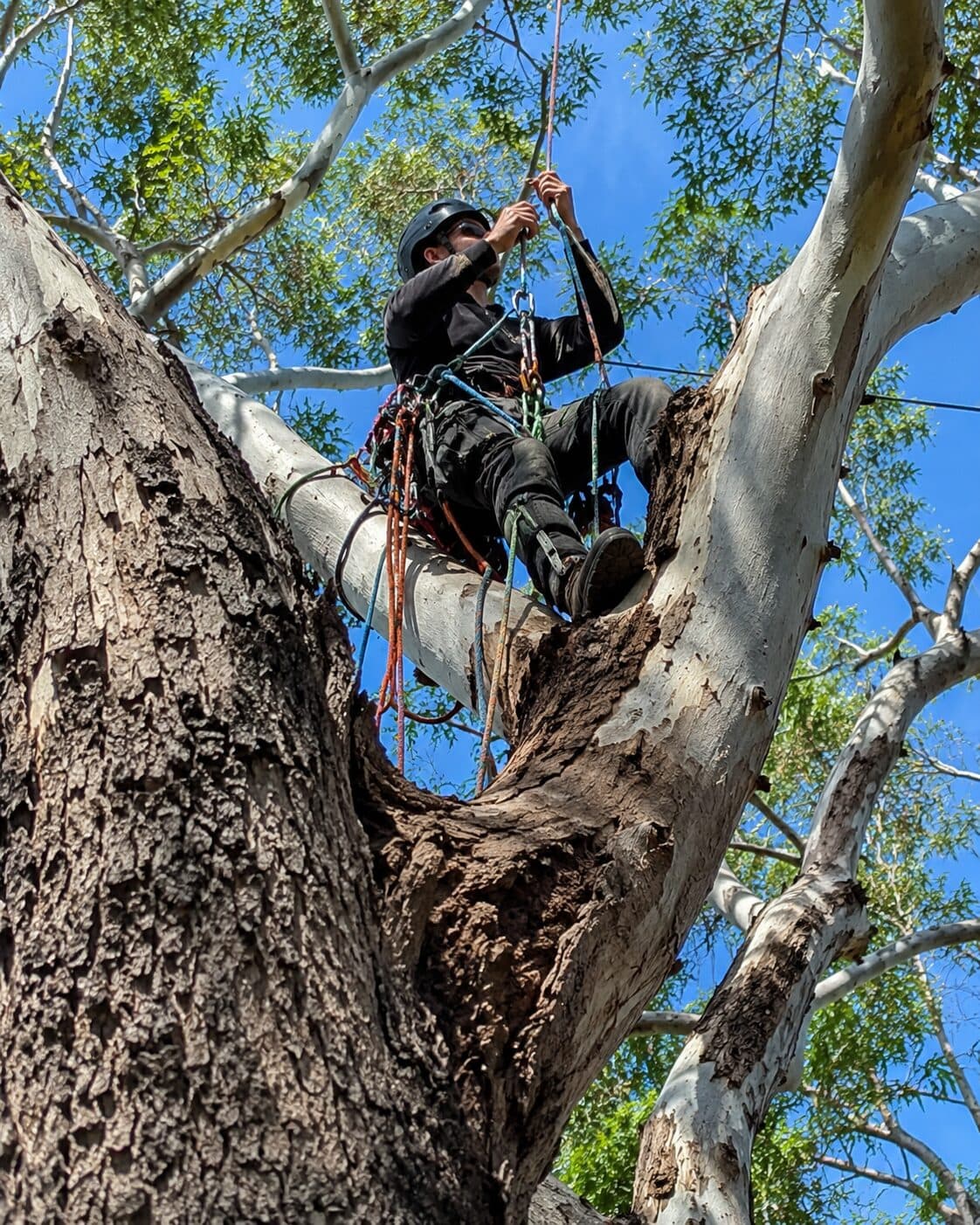 Tree Support Systems