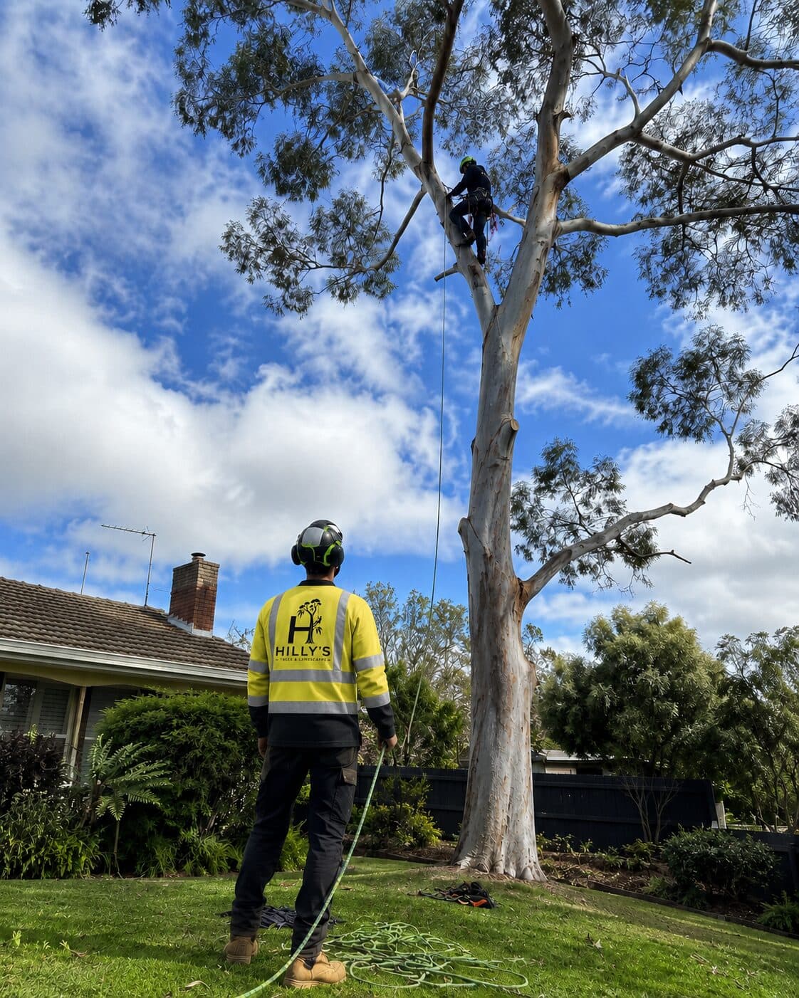 Tree Removal
