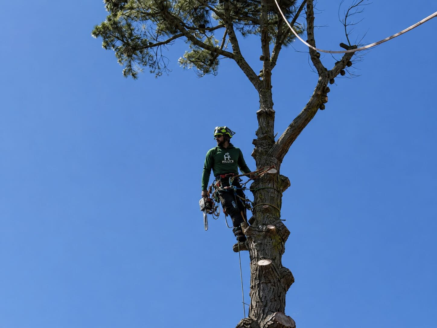 Climber high in a Melbourne pine, full harness, blue sky