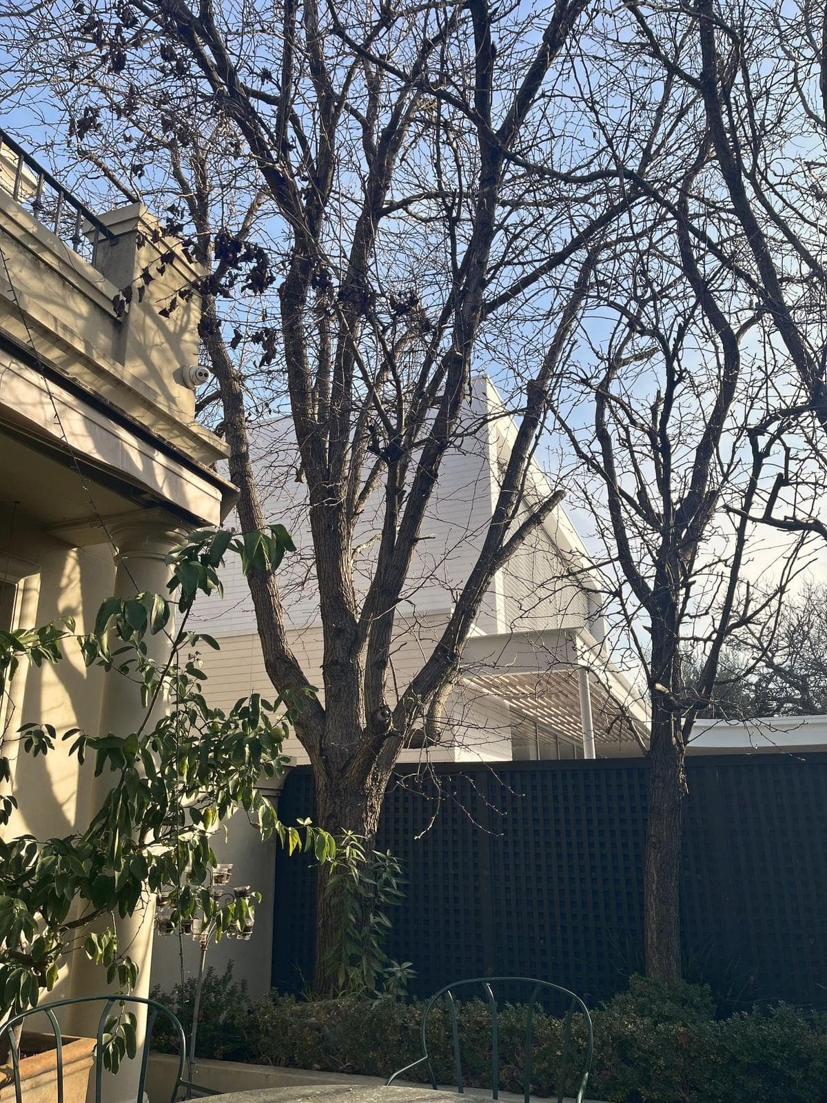Deciduous trees beside a charcoal fence and terrace in winter, Brighton