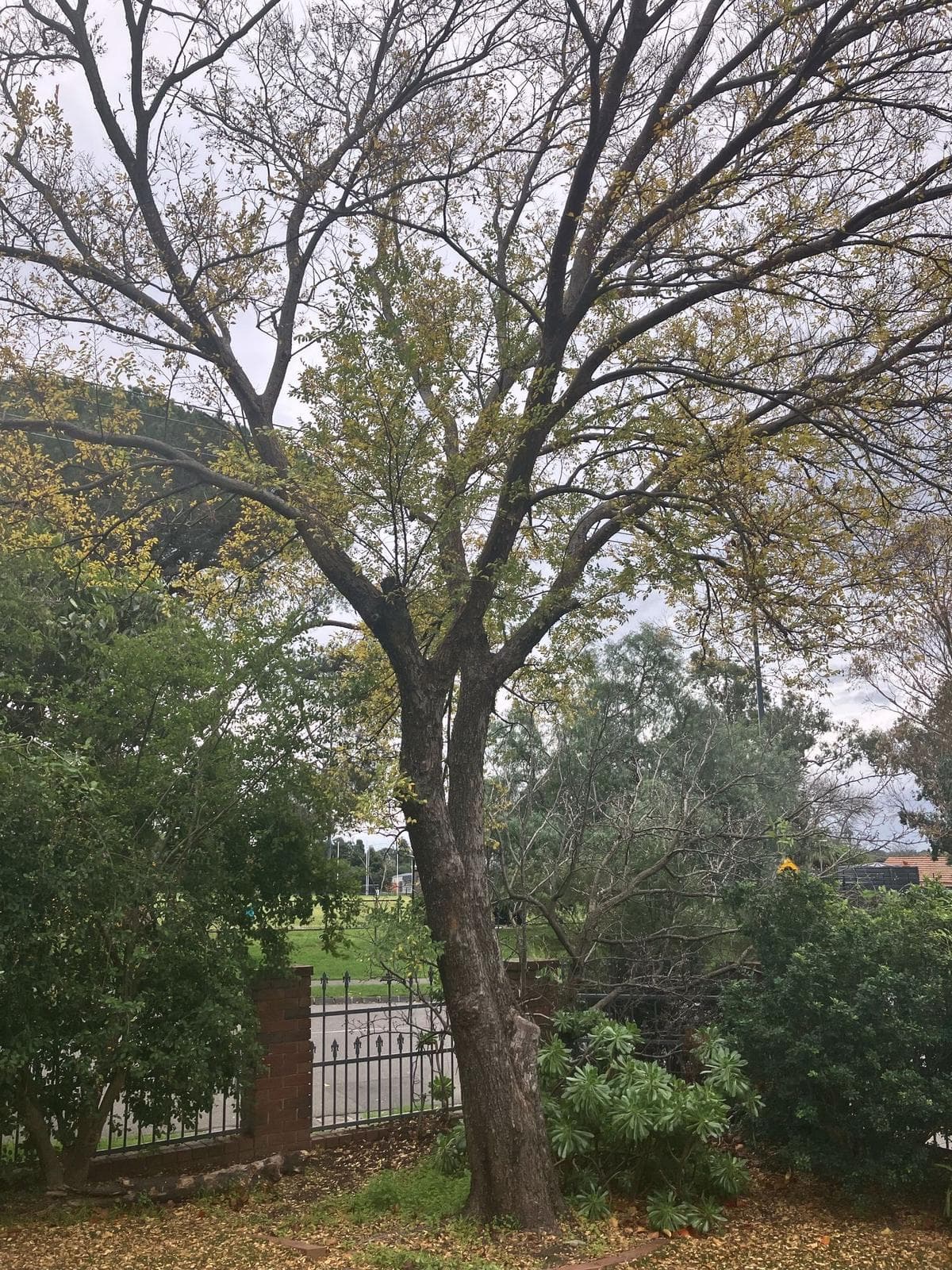 Mature tree with an open, balanced crown, Kew
