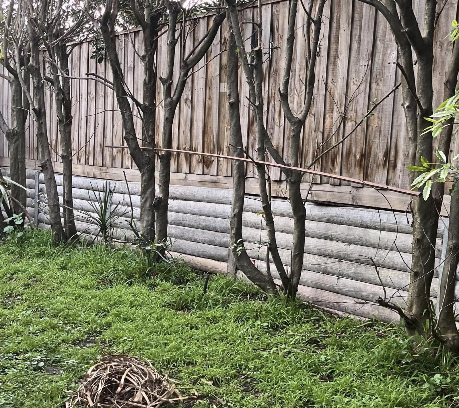 Before: patchy lawn along a paling fence and sleeper wall, Burwood