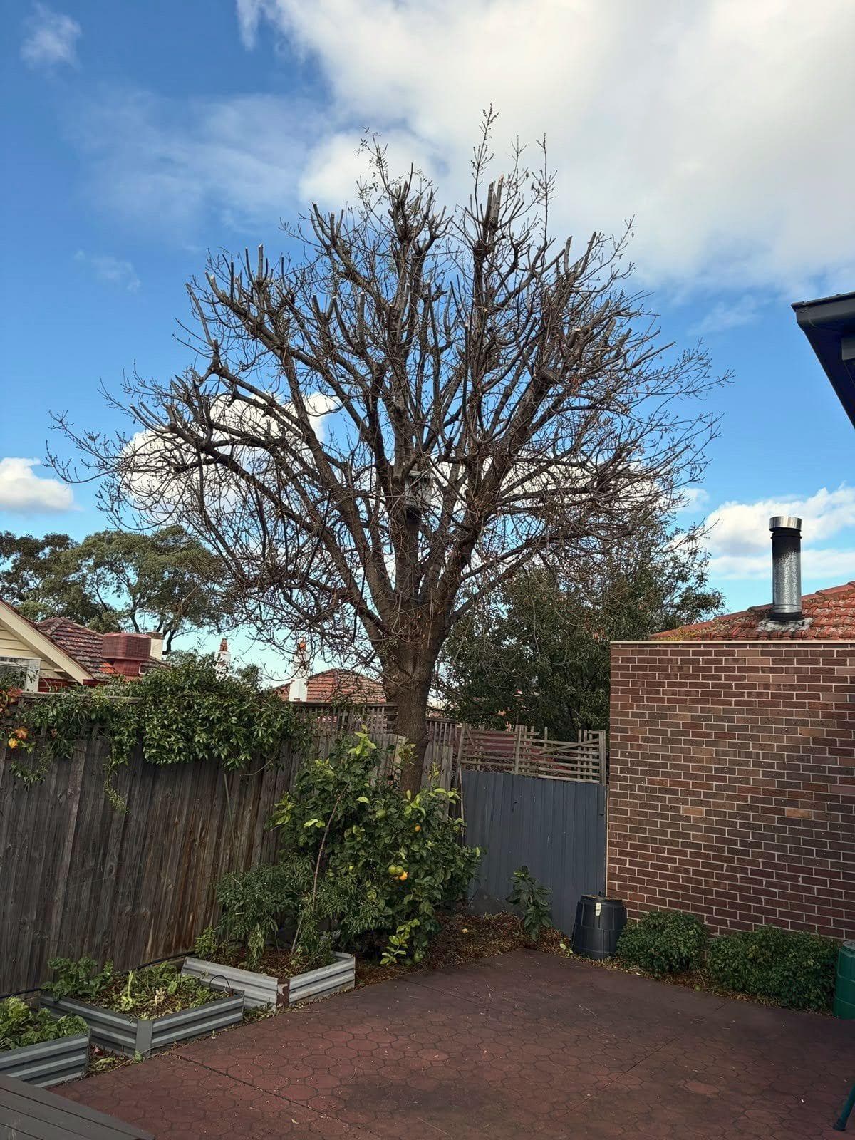 Pruned tree above a brick courtyard and raised beds, Pascoe Vale South