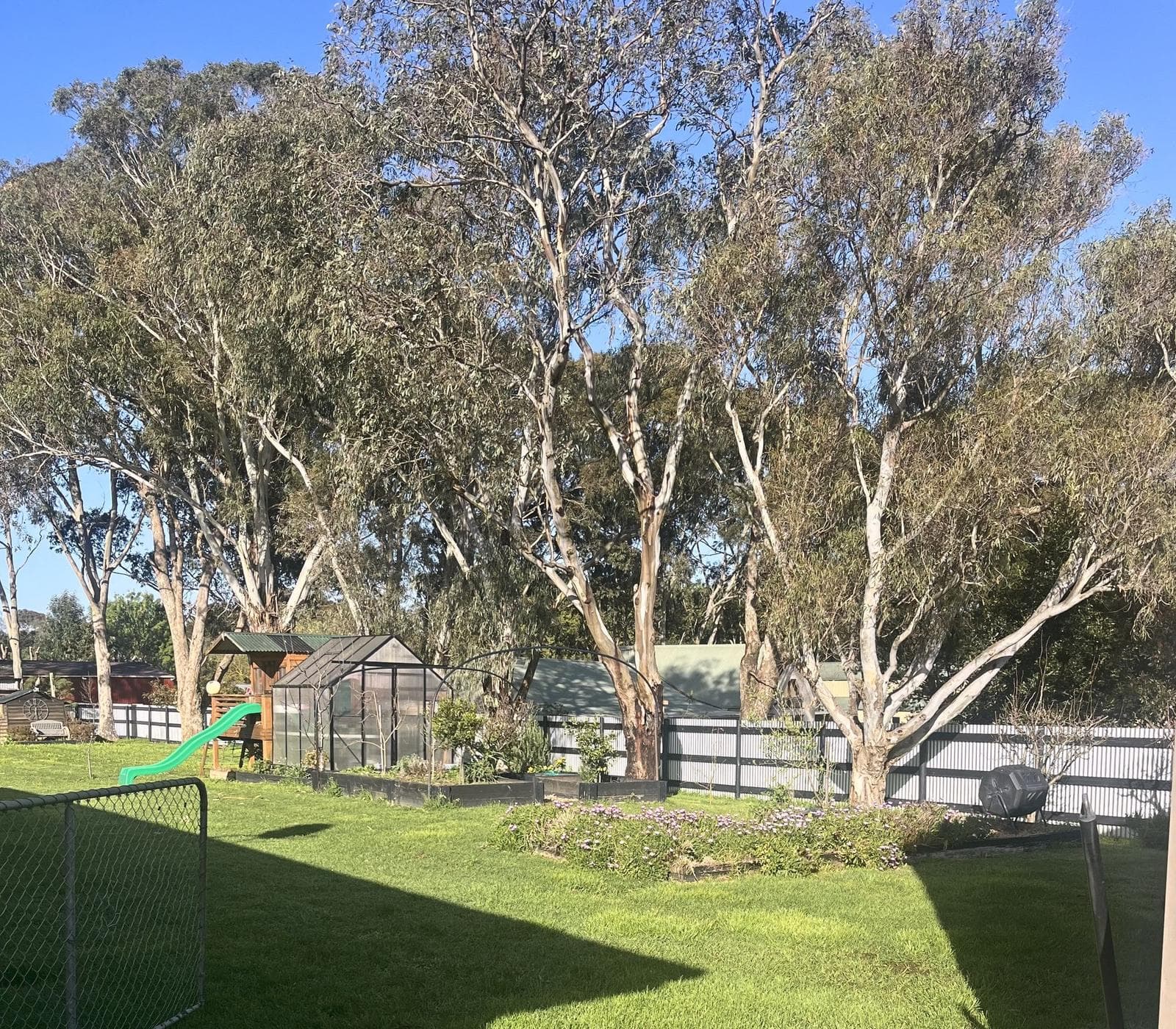 Row of mature gums across a large back garden, Somerville