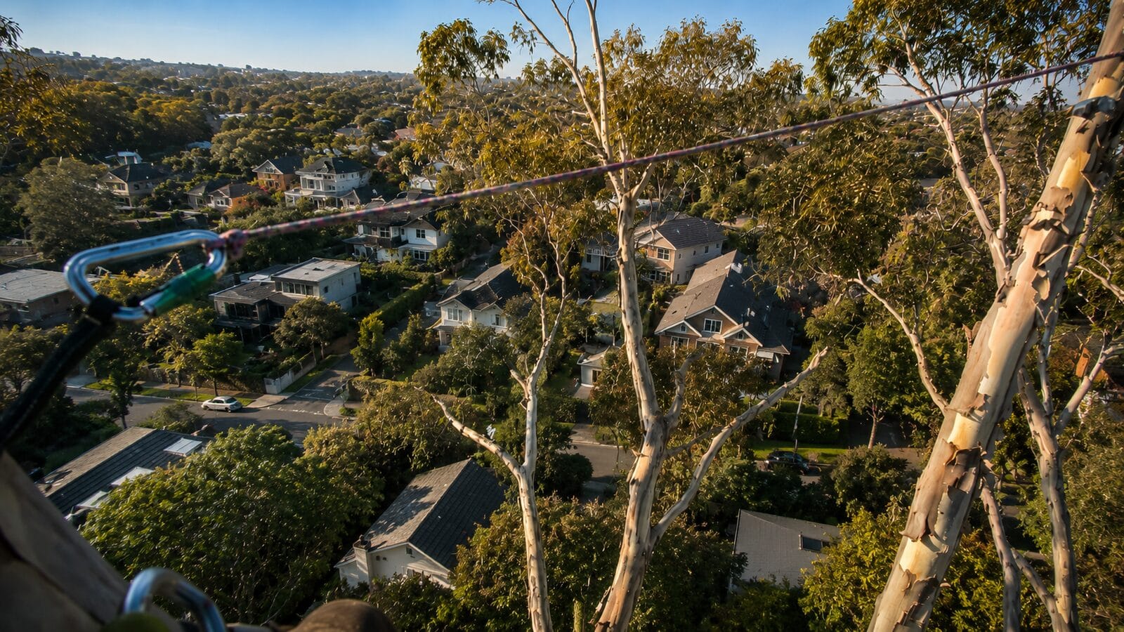 Aerial view from up in a mature tree looking out over a leafy Melbourne suburb at golden hour, the streetscape that pre-construction tree work protects