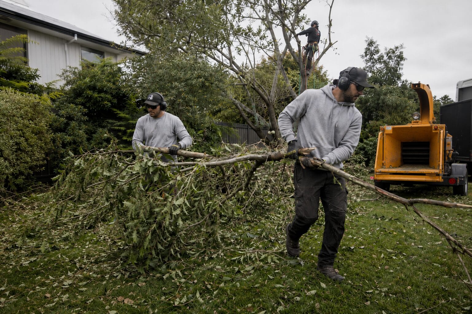 Arborists clearing cut vegetation to a chipper on a Melbourne residential block