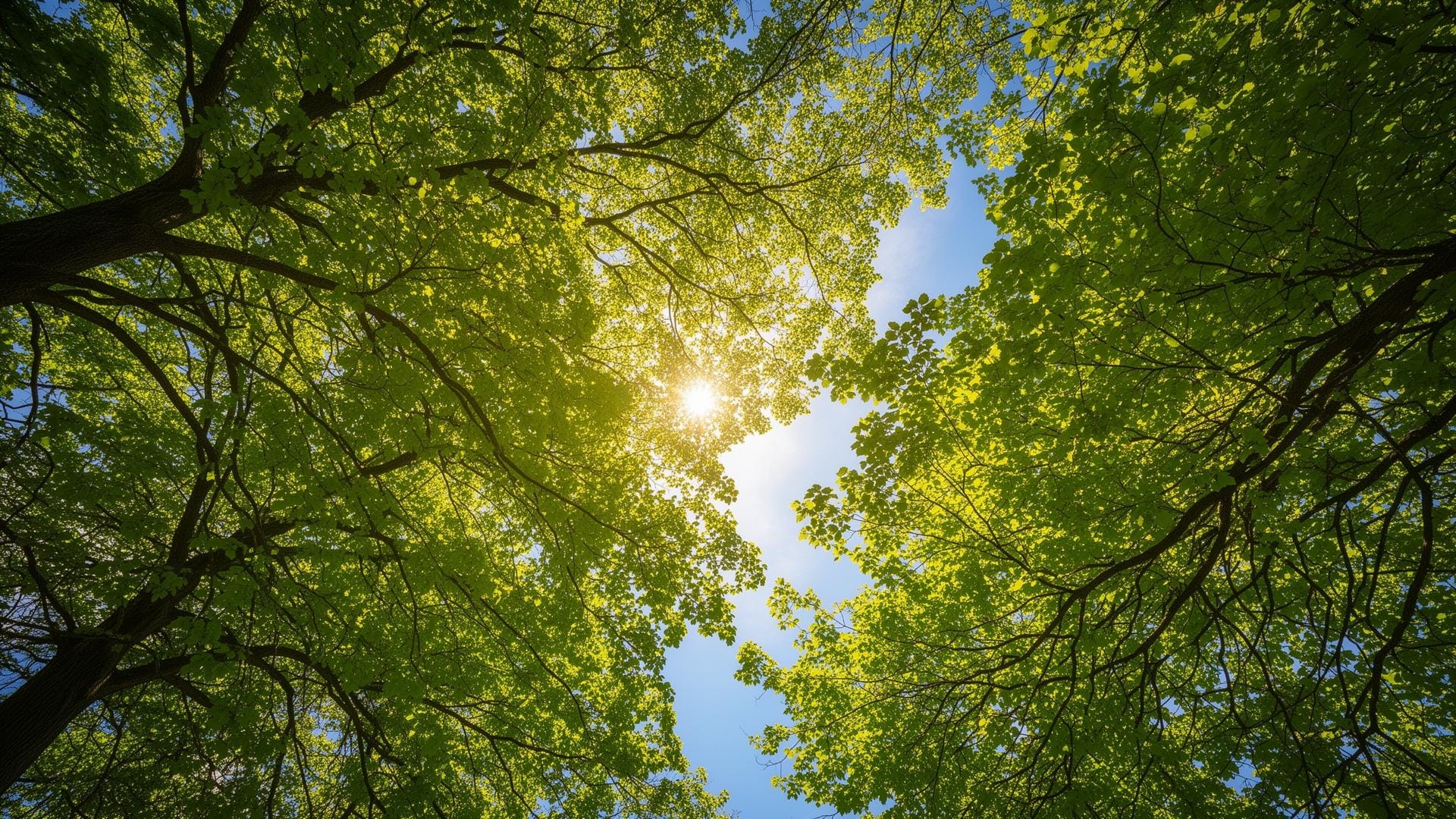Looking up through a mature Melbourne canopy on a clear day