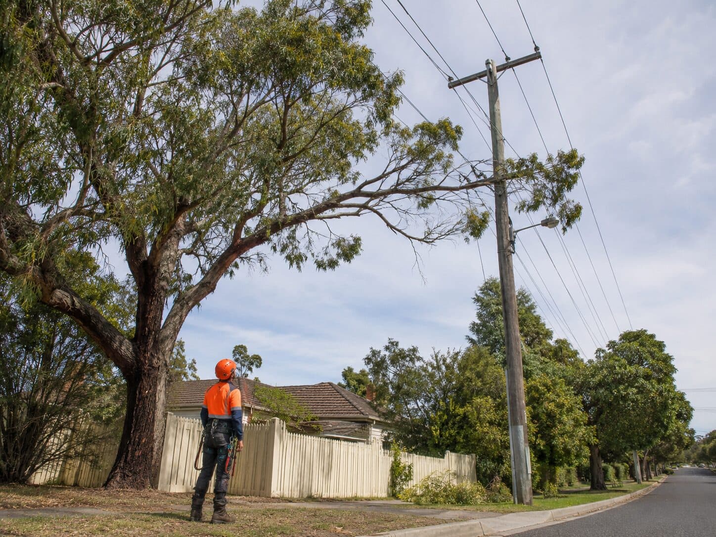 Arborist Reports