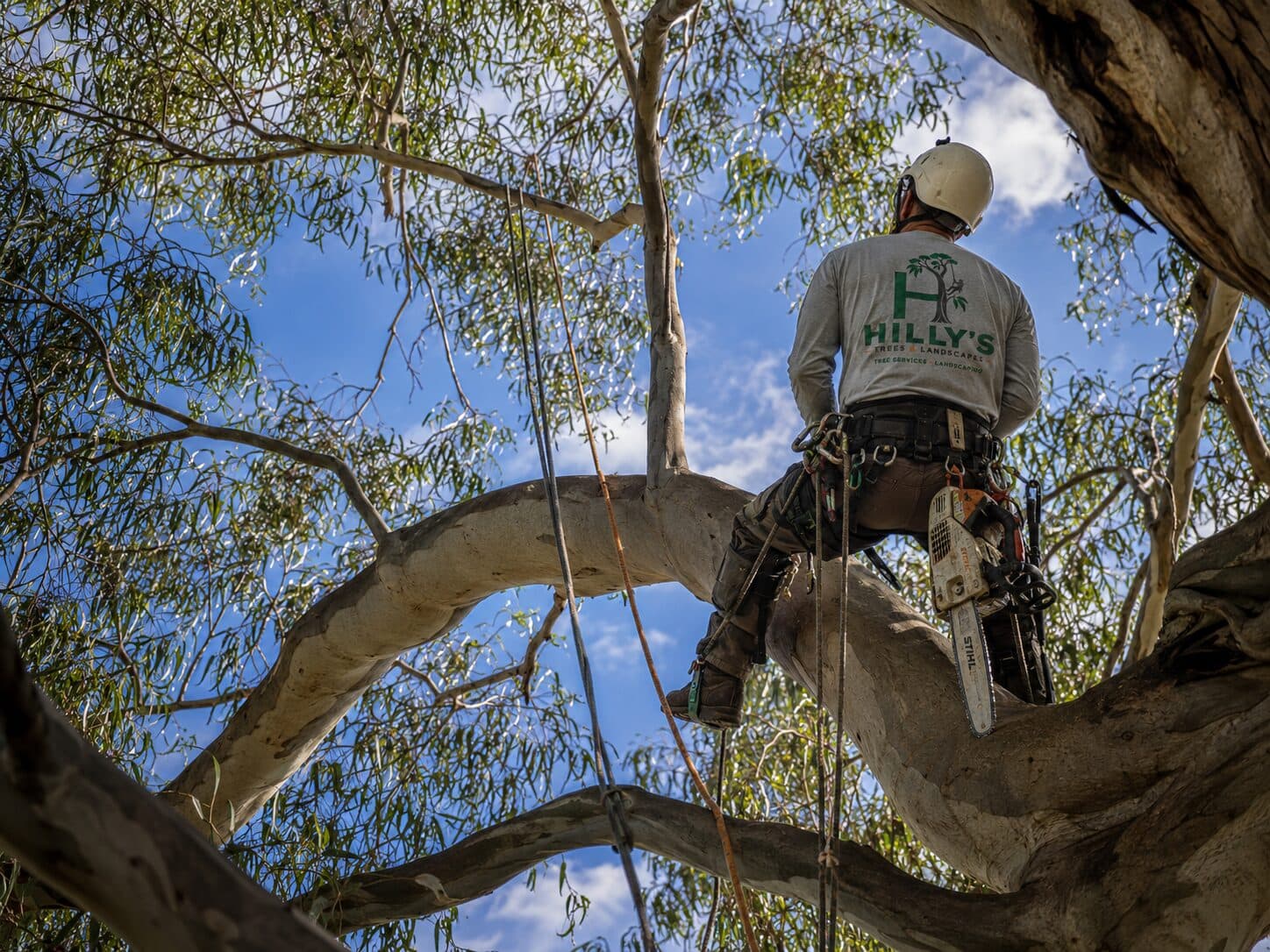 Climber positioned at the install point for a dynamic cable between two major limbs
