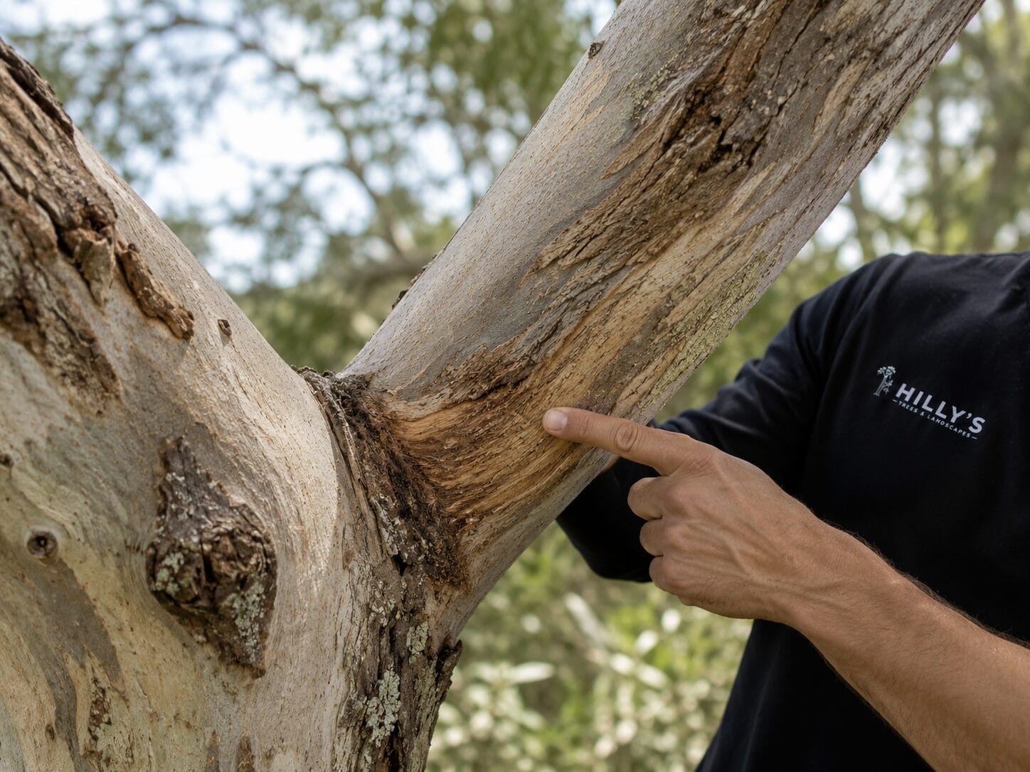 AQF Level 5 arborists inspecting fungal indicators on the base of a mature trunk during a tree health assessment