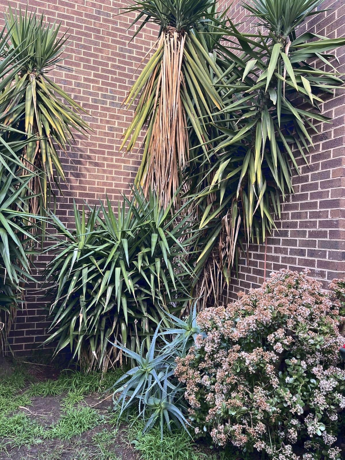 Overgrown yuccas against a brick wall, Burwood