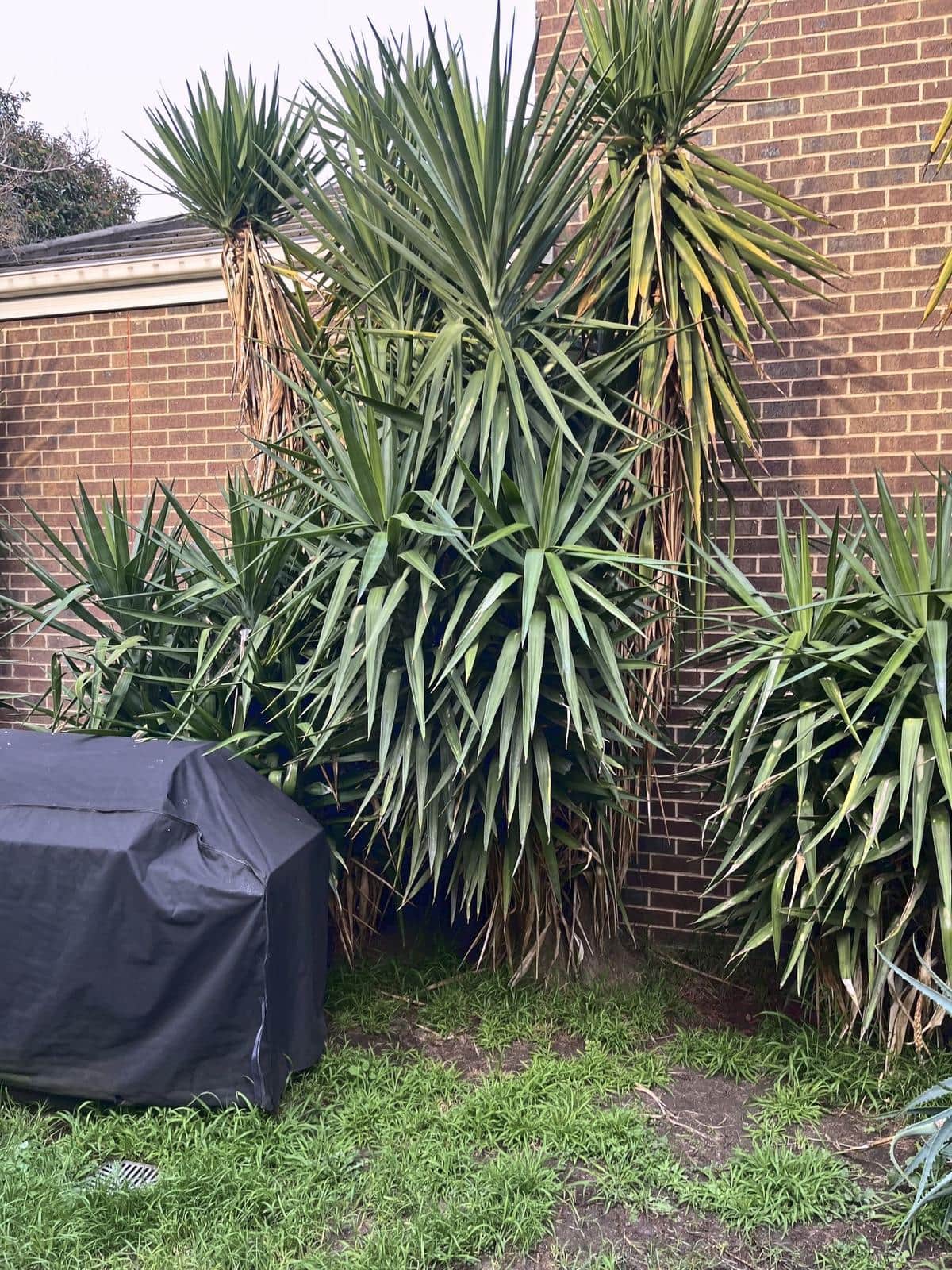 Tall yuccas crowding the corner beside the barbecue, Burwood