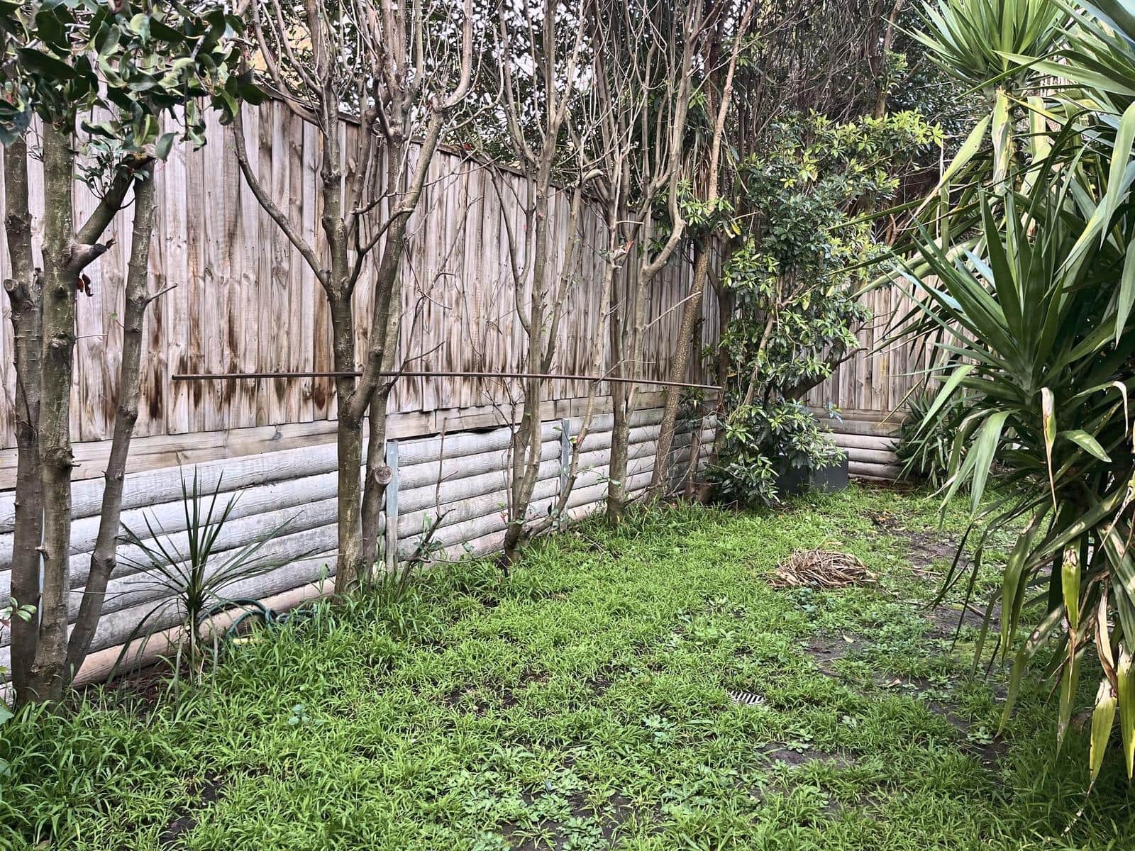 Back garden lawn, yuccas and fence line before the work, Burwood
