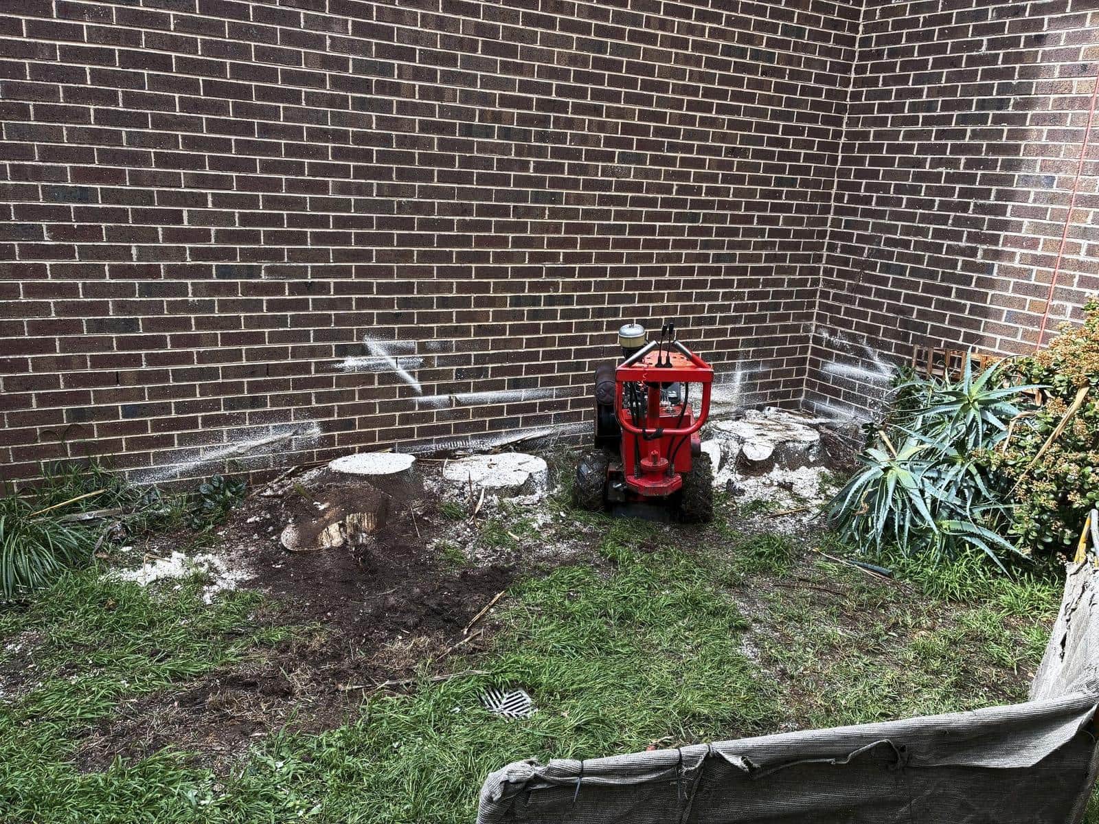 Yucca stumps cut low with a stump grinder in the corner, Burwood