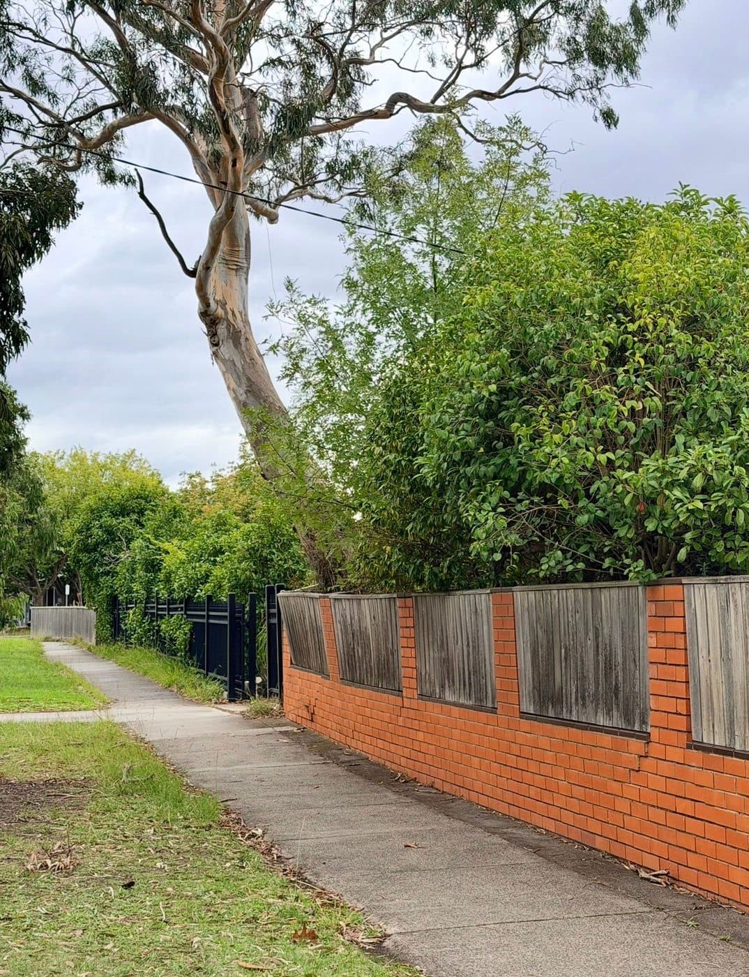 Mature tree above a brick and timber front fence in Mount Waverley.